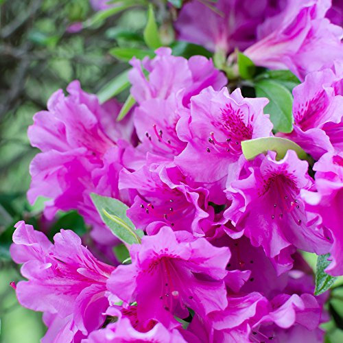 Hardy Evergreen Compact Dwarf Azalea Shrubs for Patios, Beds & Borders Provide Spectacular Colour 1 x Lilac Azalea in 9cm Pot by Thompson & Morgan