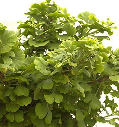 Kugel Fächerblattbaum 25-30cm - Ginkgo biloba - lebende Gartenpflanze aus den Baumschulen