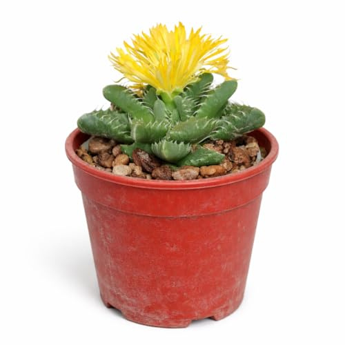 Exotenherz Faucaria tuberculosa - Tigerrachen - Rarität - 6,5cm Topf - 15cm hoch