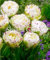 Sump Neue 100er Tulpenblumensamen für schöne Gartenarbeit (keine Tulpenzwiebeln) Weiß 3