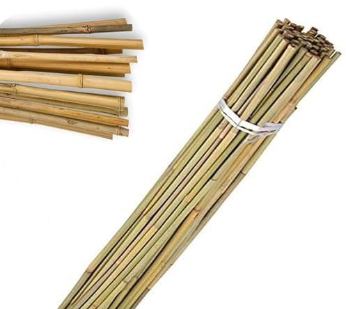WILSONS DIRECT - Large Thick Natural Bamboo Canes – Heavy Duty Garden Plant Support Sticks for Flowers, Vegetables & Trellis – Durable & Strong Pole – Multiple Lengths 2ft to 6ft (20, 2FT (60cm))