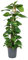 Scindapsus Epipremnum - Efeutute - Zimmerpflanze - Ø24cm - ↑120cm