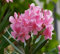 100 Stück frische rosa Oleander-Blumensamen