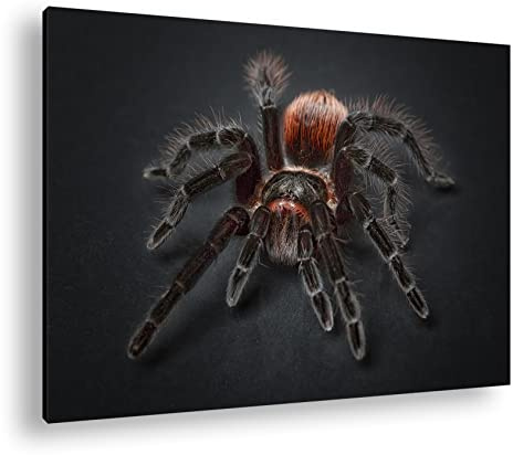 deyoli Haarige Vogelspinne Format: 80x60 als Leinwand, Motiv fertig gerahmt auf Echtholzrahmen, Hochwertiger Digitaldruck mit Rahmen, Kein Poster oder Plakat