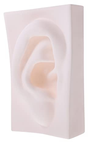 Ciieeo 1stk Skizze Referenz Stilleben Werkzeug Malerei Skulptur Lebendige Orgelskulptur Skulptur Dekoration Hause Dekorative Skulptur Desktop-Ornament Gips Organ Büro Vinyl