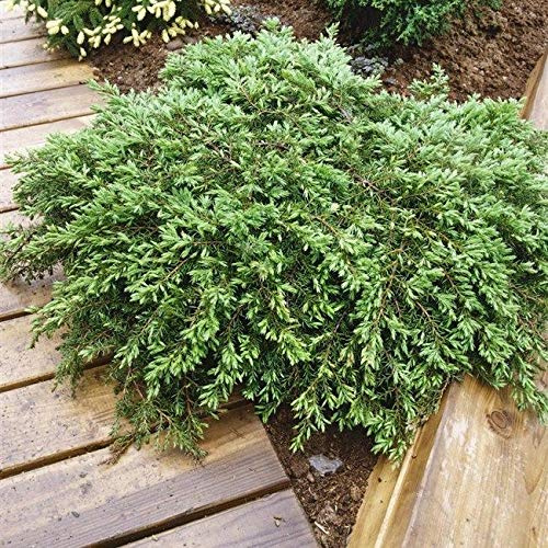 Portal Cool Wacholder, 40-50 cm, grüner Teppich, Wacholder, verschiedene Maße