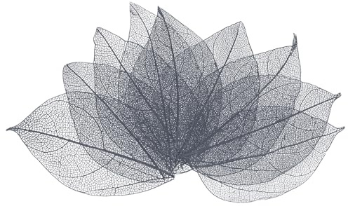 M METERXITY 200er Pack Skelettblätter Natürliche Gummibaum 4-6cm Grau | Getrocknete Pressblätter Blattadern, Für Harz/DIY Basteln Karten/Scrapbook/Hochzeit Kleine Dekoblätter