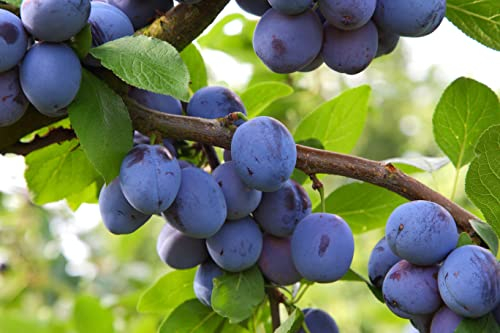 1 Pflaumenbaum Königin Viktoria im Topf 100cm Terrassenobst Obstbaum Pflaume Prunus domestica + Dünger für die Jahresdüngung
