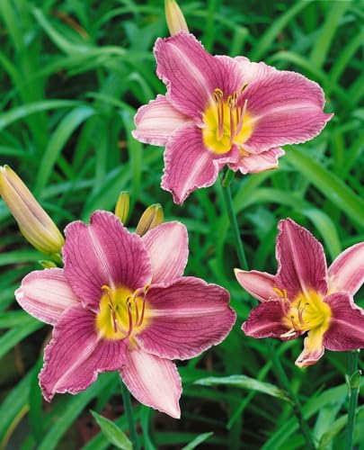 Hemerocallis x cult. 'Prairie Blue Eyes' ca. 11x11 cm Topf - Taglilie, lavendelblaue Blüten, Blütezeit Juni-August, ideal für Rabatten, pflegeleicht und winterhart
