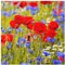 Bilderwelten Glasbild - Sommerwiese mit Mohn und Kornblumen 30 x 30cm