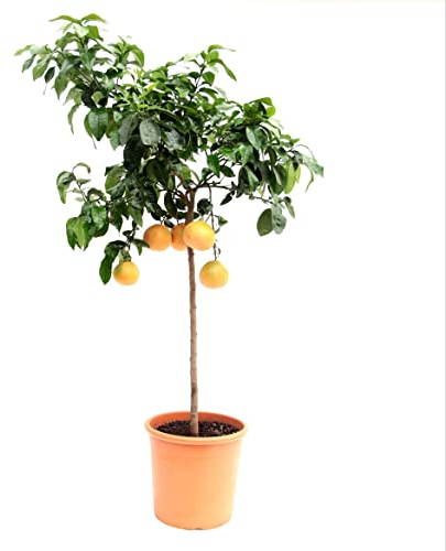Citrus paradisi 'Star Ruby' Stämmchen 130-150 cm - Rote Grapefruit Paradiesapfel Zitruspflanze