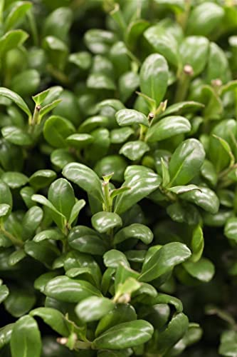 Ilex crenata 'Convexa' 40-50 cm - Japanische Stechpalme, immergrün, ideal für Hecken und Kübel, schnittverträglich, winterhart