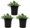 Geranios Citronela - Pack de 3 - Colección Plantas Aromáticas - Pelargonium Citrodorum - Plantas en Maceta