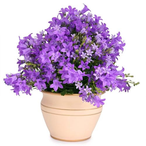 semi di campanula decorazioni floreali per piante da giardino semi di bonsai semi di piante d'appartamento Piante perenni resistenti semi da giardino per piante in vaso balcone 60pcs