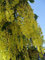 Gemeiner Goldregen, Golden Chain Hardy Baum 20, 100 und 500 Samen aus USA