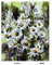 Diamond Vollbedeckung mit Holzrahmen Painting Set Bild 40 x 50 Diamant Malerei Stickerei Handarbeit Basteln Mosaik Steine Blumen Korb Haus am Bach (GJ1314)