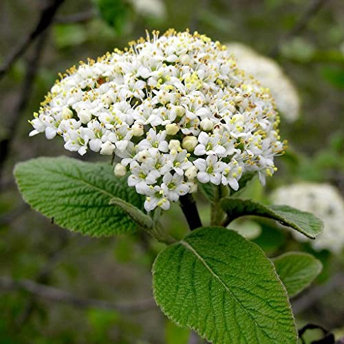 Vivai le Georgiche - Pianta vera di Viburnum lantana Viburno - vaso Ø 15 cm