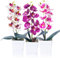 JINXIAN 3 Macetas de Orquideas Artificiales con Maceta de Plástico Planta de Orquidea Flores Artificiales de 30 cm de Altura Decoración de Flores Artificiales Decoracionde la Oficina