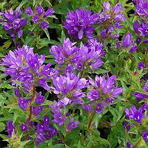 6 x Knäuel Glockenblume 'Acaulis' - Campanula Glomerata 'Acaulis' Topf 9x9cm: Violette Blüten, kompakter Wuchs, bienenfreundlich.