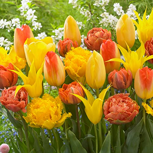 Tulpenzwiebeln Yellow Explosion (20 Zwiebeln) exklusive gelbe Tulpen aus Holland, winterhart und mehrjährig für Garten, Töpfe, Balkon aus Amsterdam (große Knollen, kein Samen, nicht künstlich)