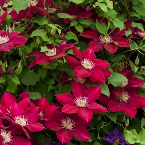 Clematis 'Rebecca' - True Red Climbing Vine - Continuous Blooms from Summer to Autumn - Ideal for Walls, Archways, and Pergolas - Hardy and Compact – 1x 3 Litre Pot