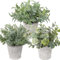 Briful Kunstpflanze Mini Künstliche Pflanze Eukalyptus Rosmarin Kräuter im Zementtopf Deko Badezimmer Schreibtisch Küche Garden Dekoration 3er Set