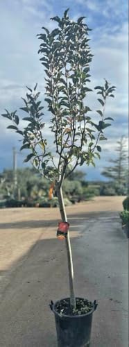 PIANTA DI MELO MELA Compatible with FUJI IN MASTELLO DI 6 ANNI