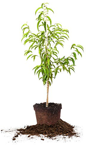 Perfect Plants Flordacrest Peach Tree Live Plant, Produces Fruit, 4-5ft, Includes Care Guide