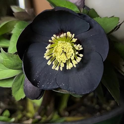 50 pcs Christrosen Pflanzen Winterhart Samen (Helleborus thibetanus), Exotische Pflanzen Bienenweide Saatgut Steingartenpflanzen Winterhart Blumenwiese Samen Mehrjährig Bienenfreundliche