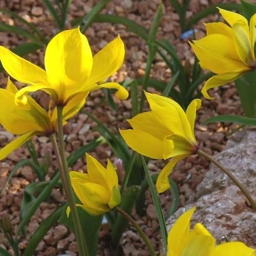 Natural Bulbs Tulipa Sylvestris - BIO 50 Tulpenzwiebeln aus Holland | Die auffälligste Waldtulpe