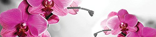 ForWall Fototapete Küche Vlies Tapete Rosa Orchidee Wanddeko VEK (250cm. x 60cm.) AMF10155VEK Natur Blume Blumen Orchidee Orchideen Garten