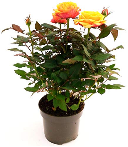 POWERS TO FLOWERS - ROSA DA GIARDINO RAMPICANTEe RIFIORENTE, ROSA ARANCIO, Pianta Vera