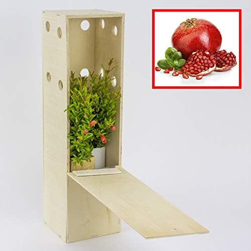 Melograno nano - Arbusto decorativo - Giovani germogli da 30 cm ricevuti in una scatola di legno riutilizzabile - 3 unità
