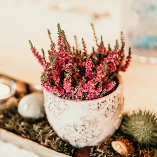 200 Pcs Heidekraut Winterhart Samen, Wildblumensamen Nachhaltige Geschenke Für Frauen, Calluna Vulgaris, Winterharte Pflanzen Für Garten, Pflanzen Garten Geschenke Für Gärtner, Herbstblumen