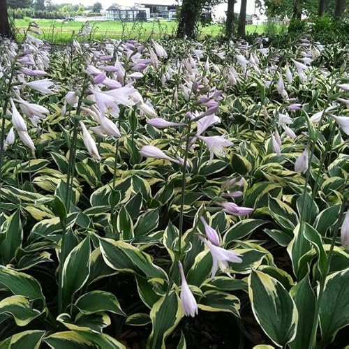 12 unità Hosta 'Patriot' - Hosta Vaso 9x9cm ±1 m² - Foglie Verdi con Bordo Bianco per Spazi Verdi