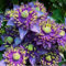 Bulbi Di Clematis Perenne A Piantagione Rampicante Per Esterni - Piante Di Clematis Resistenti Per Giardinaggio, Decorazioni Per La Casa-10 bulbi-E