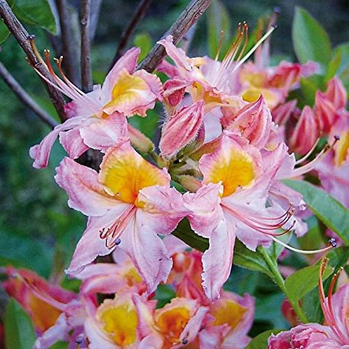 Rhododendron Quiet Throughts 25-30cm - Rhododendron viscosum - lebende Gartenpflanze aus den Baumschulen