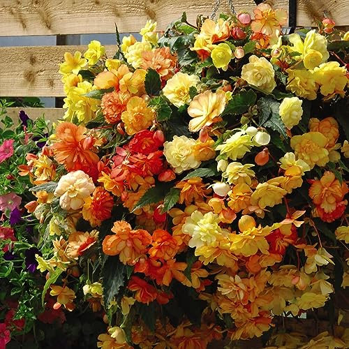 Begonia x Tuberhybrida ‘Apricot Shades Improved’ Garden Flowering Half-Hardy Perennial Hanging Basket Plants F1 Hybrid 2X Pre-Planted Pot 35cm (14in) by Thompson and Morgan