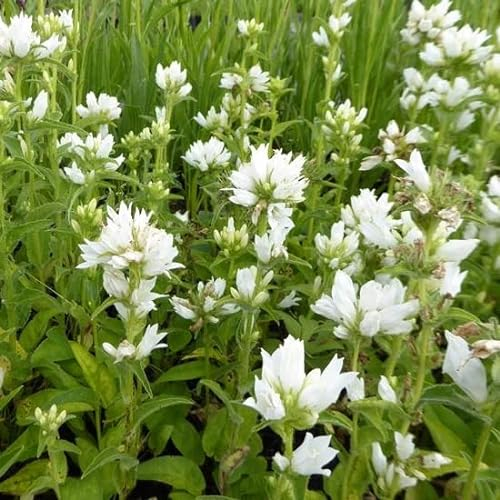 6x Knäuel Glockenblume - Campanula glomerata ‘Alba’ - Topf 9x9cm