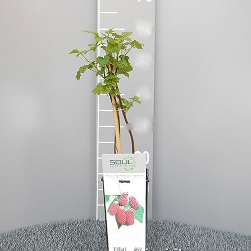 SAVINI VIVAI Pianta di Mora Ibrida per Lampone Rosso Tayberry Piante di Frutti di Bosco Albero in vaso 11x11 cm Altezza 50 cm Made in Italy