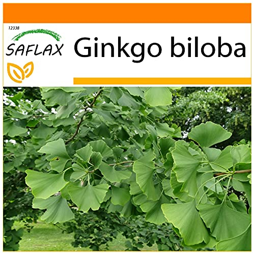 SAFLAX - Garden in the Bag - Albero dei ventagli - 4 semi - Ginkgo biloba