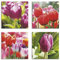 ARTLAND Wanddeko Blumenbilder Leinwand Bilder Set 4tlg. je 20x20 cm Quadratisch Wandbilder Natur Blumen Tulpe Frühling Tulpen S6ML