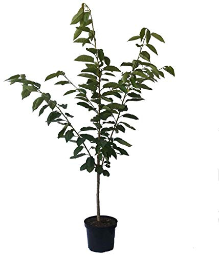 Karneol (S) Sauerkirsche Kirsche Buschbaum robuste Sorte saftreich 110-140 cm 10 Liter Topf F12/1