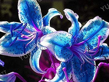 PLAT FIRM GERMINATIONSAMEN: 2 Birnen: Blau Lilienzwiebeln, Blau-Lilien-Blumen, nicht Samen, Royal Blue Lily Zwiebeln, Blaue Lilien