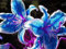 PLAT FIRM GERMINATIONSAMEN: 2 Birnen: Blau Lilienzwiebeln, Blau-Lilien-Blumen, nicht Samen, Royal Blue Lily Zwiebeln, Blaue Lilien