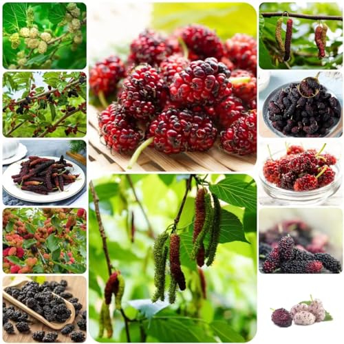 300 pcs maulbeerbaum hängend samen - obst samen seed büropflanzen pflanzensamen zimmerpflanzen,maulbeere,Morus alba,maulbeeren baum säulenobstbäume winterfeste pflanzen für balkon