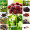 300 pcs maulbeerbaum hängend samen - obst samen seed büropflanzen pflanzensamen zimmerpflanzen,maulbeere,Morus alba,maulbeeren baum säulenobstbäume winterfeste pflanzen für balkon