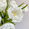 8 Pcs Tulpenzwiebeln Kaufen - Tulipa Gesneriana - Tulpen Zwiebeln, Frische Blumen, Gartendeko Für Draußen Tulpenzwiebel, Blumenzwiebeln Tulpen, Geschenke Für Gartenfreunde, Wildflower