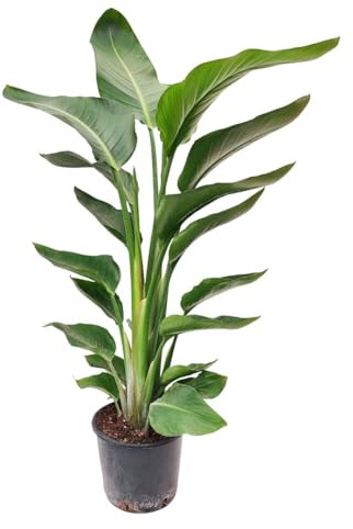 I GIARDINI DI GIULIA - Strelitzia Nicolai “Uccello del Paradiso” Ø20 cm H90 cm – Pianta da Interno Tropicale a Grandi Foglie, Purificatrice d’Aria (Senza vaso)