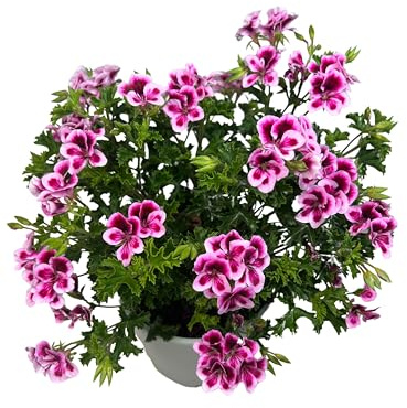 Geranio Limón Pelargonium Crispum - Maceta de 14 cm - Planta Natural de Exterior